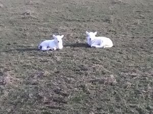 Lambs at Broughton